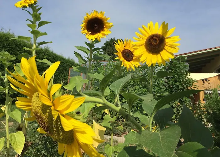 Apartment Ferienwohnung Zum Schlossblick